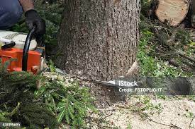 Best Leaf Removal  in Kelso, WA