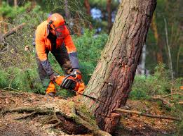 Best Stump Grinding and Removal  in Kelso, WA