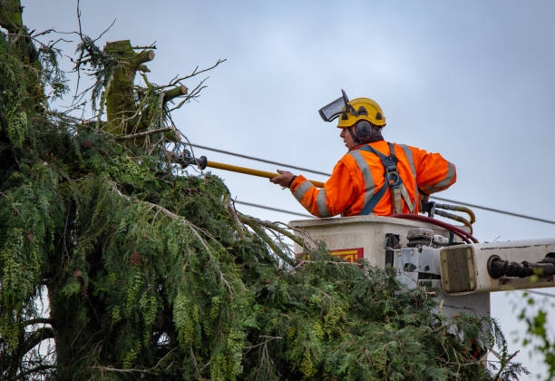 Reliable Kelso, WA Tree Care Solutions