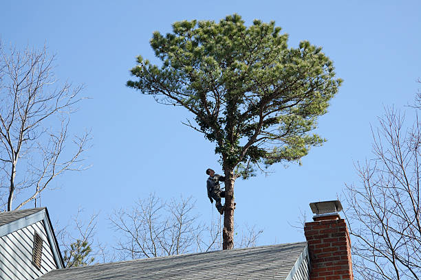 Tree and Shrub Care in Kelso, WA
