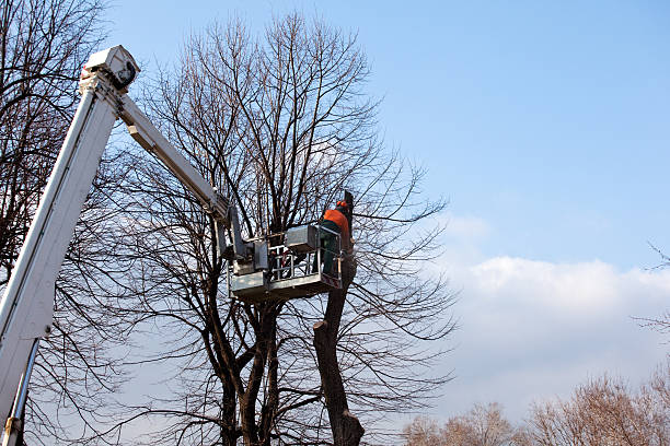 Best Hedge Trimming  in Kelso, WA