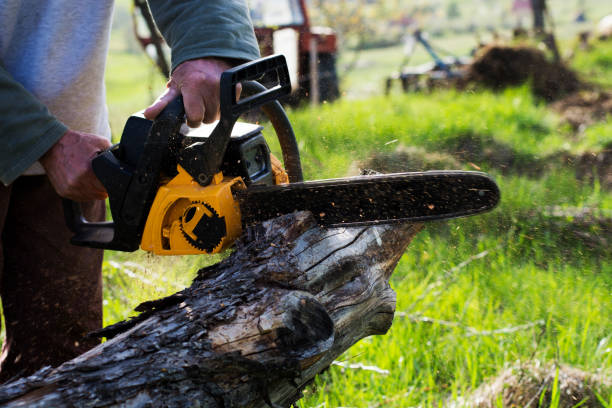 Seasonal Cleanup (Spring/Fall) in Kelso, WA
