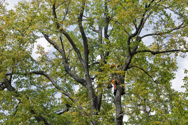 Best Root Management and Removal  in Kelso, WA